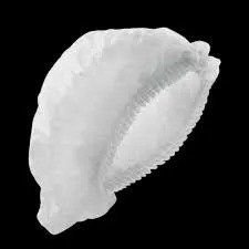 Cofia Plegable 100 Piezas